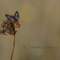 Alophore hémiptère - Phasia hemiptera DSB_1598.jpg