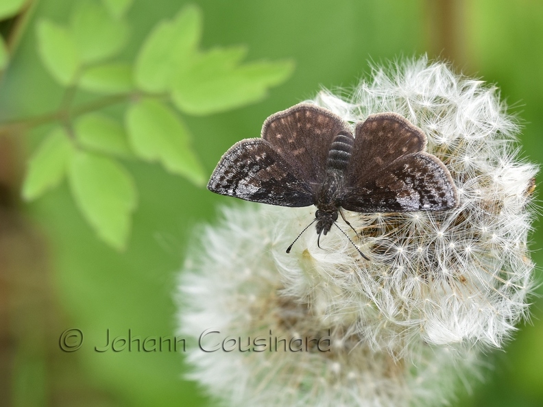 Hespérie givrée - Erynnis icelus