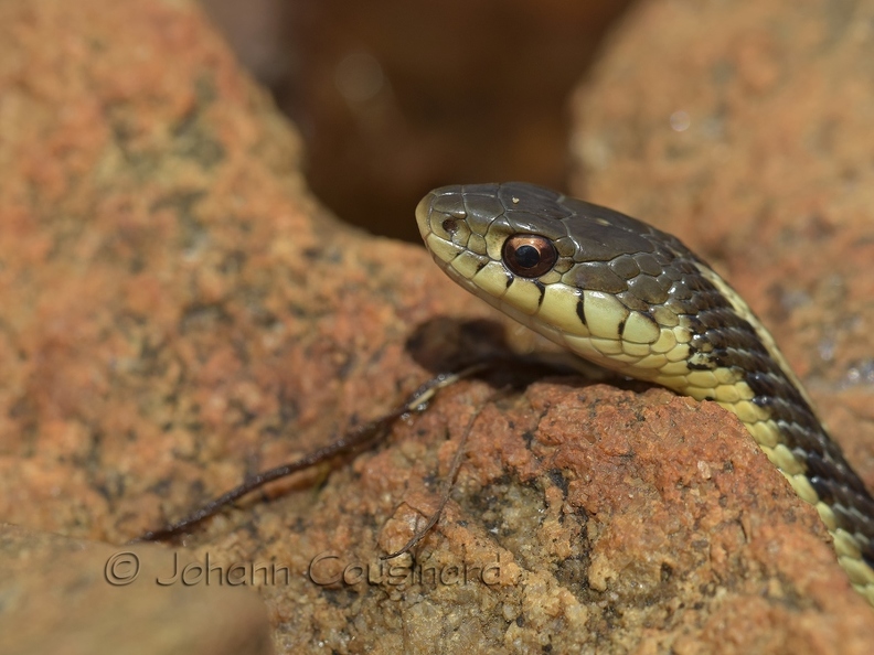 Couleuvre rayée - Thamnophis sirtalis