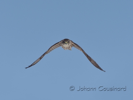 Faucon émerillon - Falco columbarius