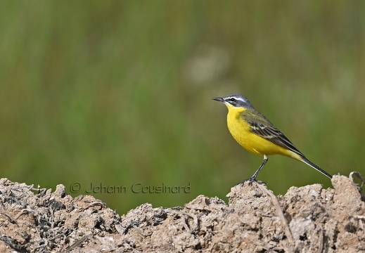 Bergeronnette printanière - Motacilla flava