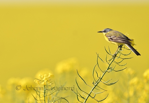 Bergeronnette printanière - Motacilla flava
