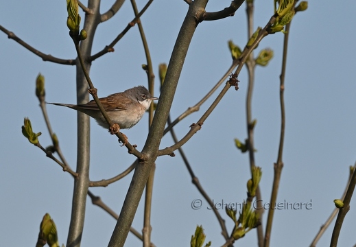 Fauvette grisette - Curruca communis