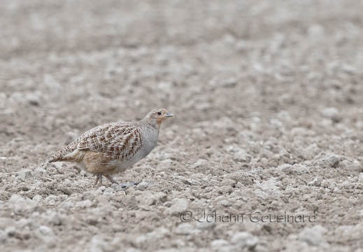 Perdrix grise - Perdix perdix
