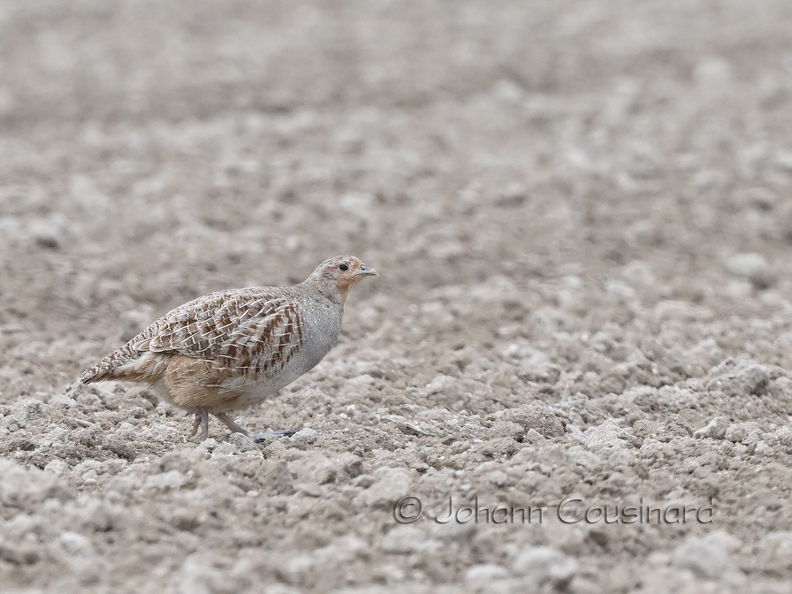 Perdrix grise - Perdix perdix