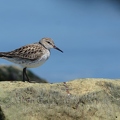 Bécasseau à croupion blanc - Calidris fuscicollis DSC_3902.JPG
