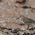 Bécasseau semipalmé - Calidris pusilla BSP_DSB_1904.jpg