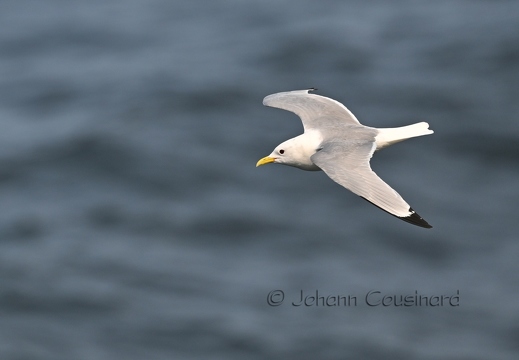 Mouette tridactyle - Rissa tridactyla