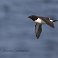 Petit pingouin - Alca torda