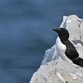 Petit pingouin - Alca torda
