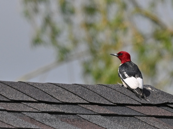 Pic à tête rouge - Melanerpes erythrocephalus