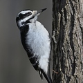 Pic chevelu - Picoides villosus