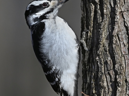 Pic chevelu - Picoides villosus