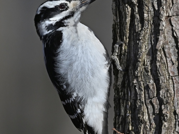 Pic chevelu - Picoides villosus