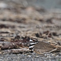 Pluvier kildir - Charadrius vociferus