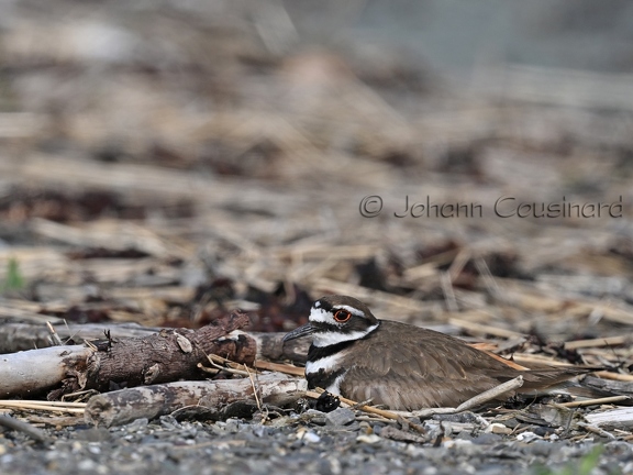 Pluvier kildir - Charadrius vociferus