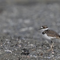 Pluvier kildir - Charadrius vociferus