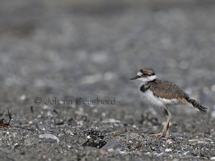 Pluvier kildir - Charadrius vociferus