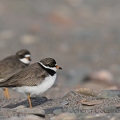 Pluvier semipalmé - Charadrius semipalmatus