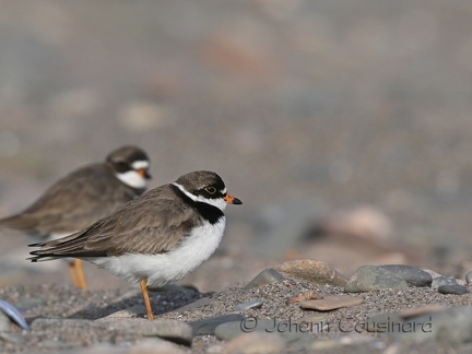 Pluvier semipalmé - Charadrius semipalmatus