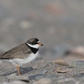 Pluvier semipalmé - Charadrius semipalmatus