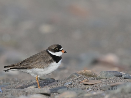 Pluvier semipalmé - Charadrius semipalmatus