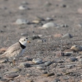 Pluvier siffleur - Charadrius melodus