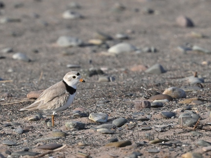 Pluvier siffleur - Charadrius melodus