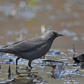 Quiscale rouilleux - Euphagus carolinus
