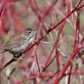 Troglodyte familier - Troglodytes aedon
