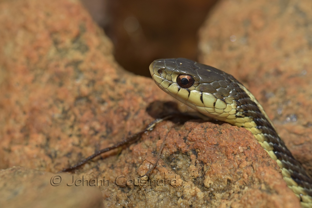Couleuvre rayée - Thamnophis sirtalis